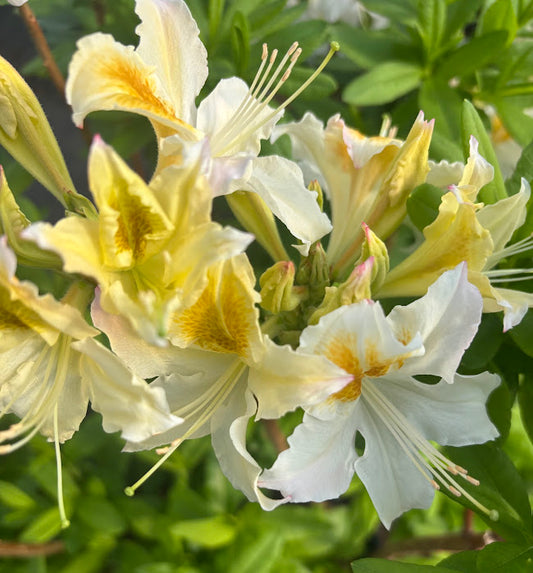 Rhododendron x 'Jock Brydon'