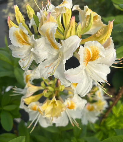 Rhododendron x 'Jock Brydon'