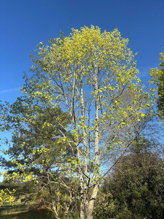 Liriodendron tulipifera 'Glen Gold' Tulip Poplar Tree