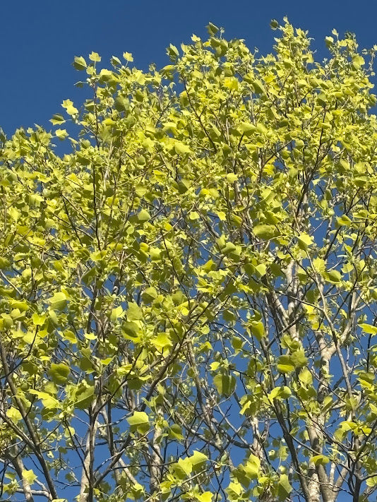 Liriodendron tulipifera 'Glen Gold' Tulip Poplar Tree