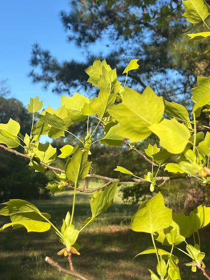 Liriodendron tulipifera 'Glen Gold' Tulip Poplar Tree