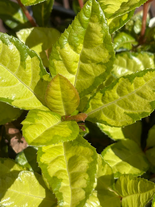 Ardisia japonica 'Miho No Matsu' RARE