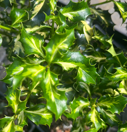 Ilex aquifolium 'Pinto'