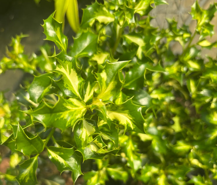 Ilex aquifolium 'Pinto'