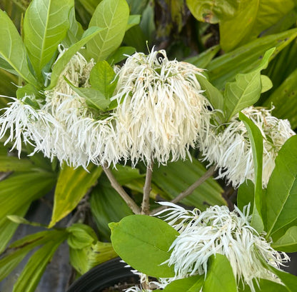 Chionanthus virginicus 'Little Lesle" RARE!!!