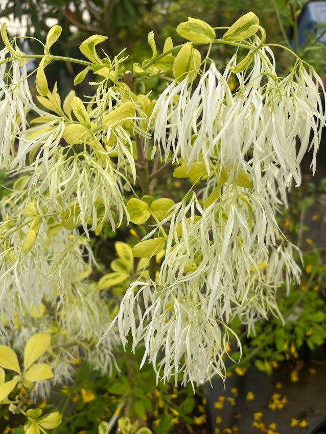 Chionanthus virginicus "Variegated" RARE!