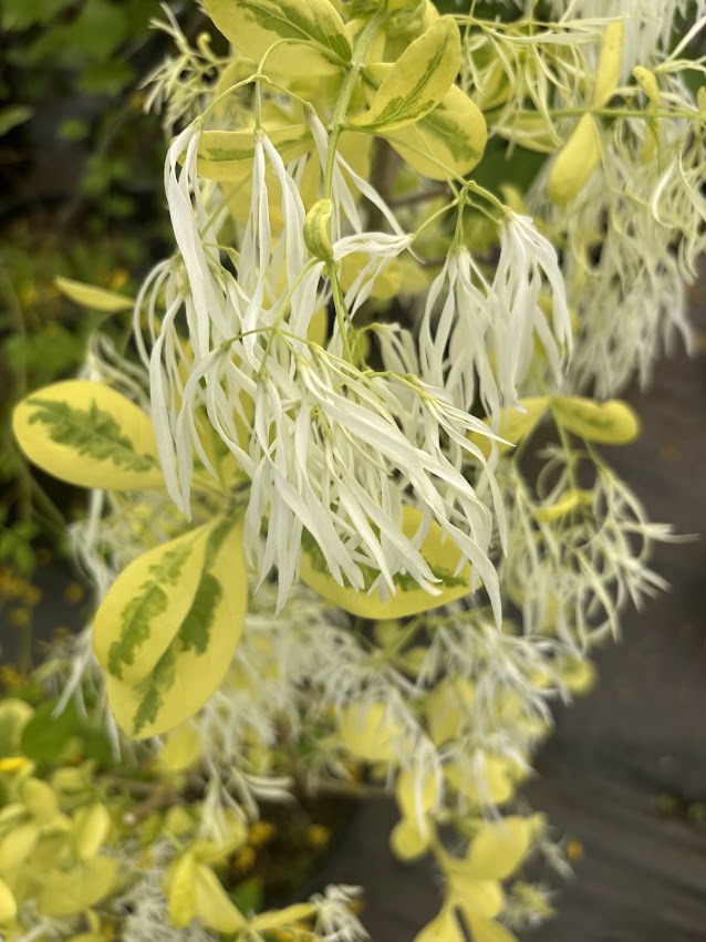 Chionanthus virginicus "Variegated" RARE!