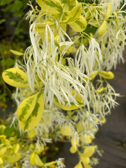 Chionanthus virginicus "Variegated" RARE!