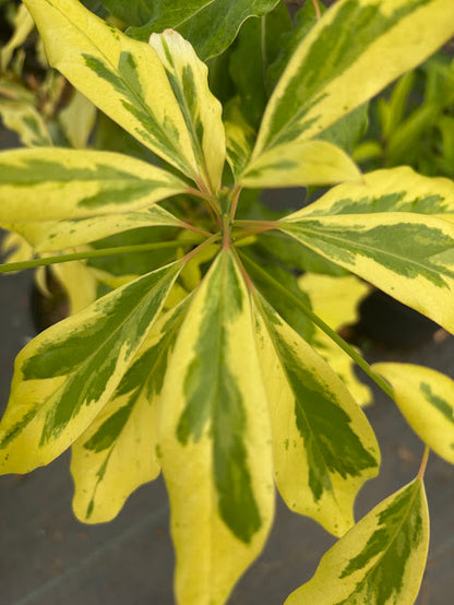 Machilis thunbergii Fuji-nishiki'  EXTREMELY RARE!!!