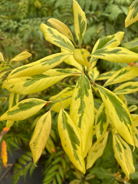 Machilis thunbergii Fuji-nishiki'  EXTREMELY RARE!!!