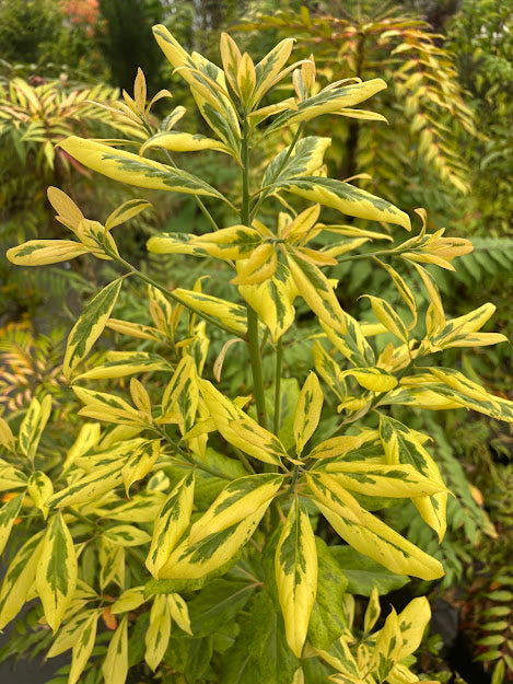 Machilis thunbergii Fuji-nishiki'  EXTREMELY RARE!!!