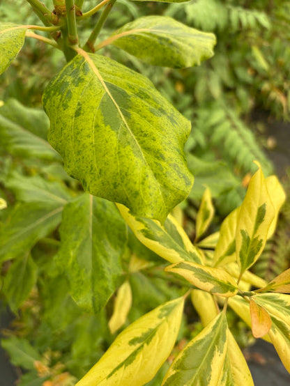 Machilis thunbergii Fuji-nishiki'  EXTREMELY RARE!!!