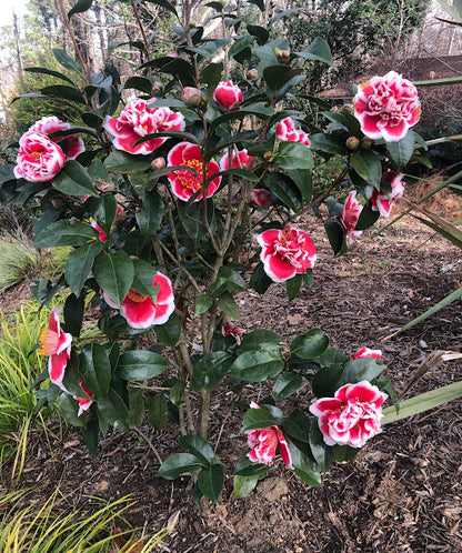 Camellia x 'Dragon Fireball' aka 'Longhuozhu' – Garden Treasures Nursery