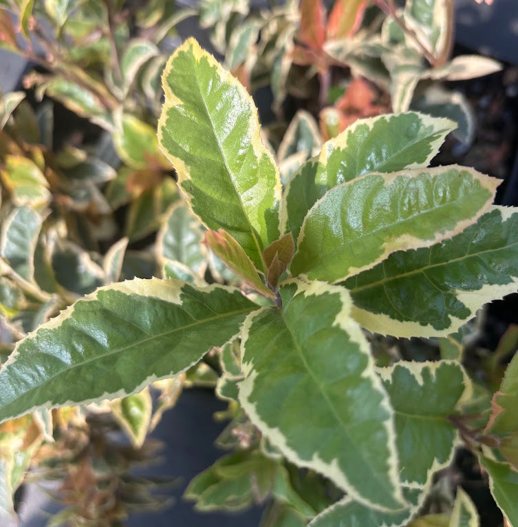 Ardisia japonica 'Biwa Nishiki'