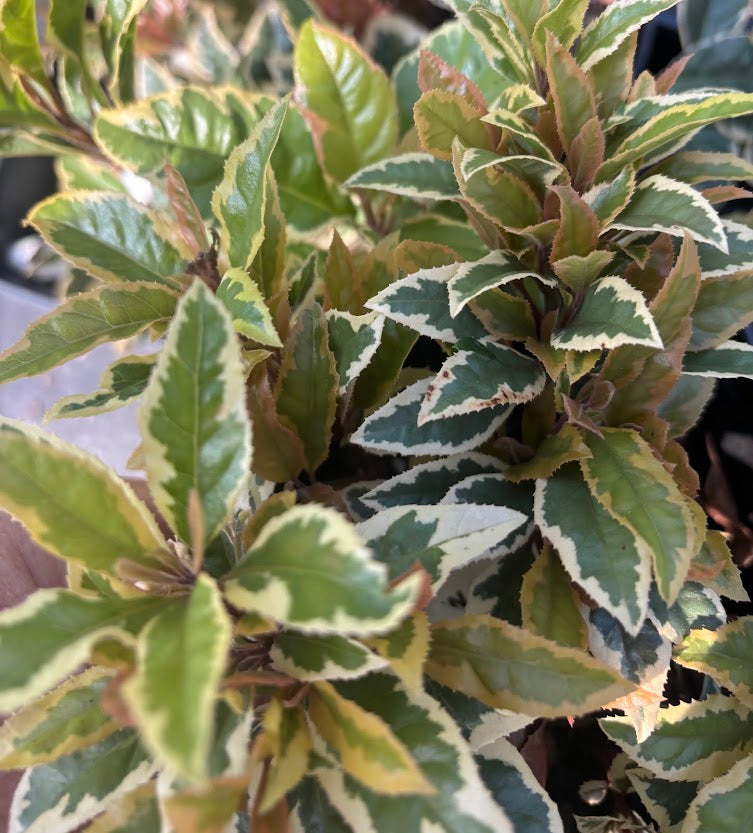 Ardisia japonica 'Biwa Nishiki'