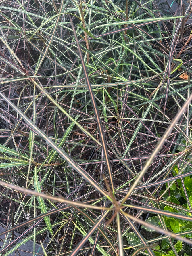 Pseudopanax crassifolius