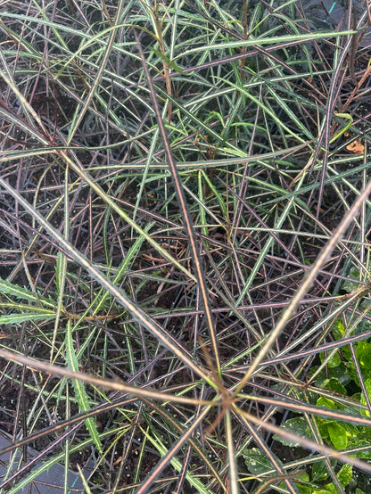 Pseudopanax crassifolius