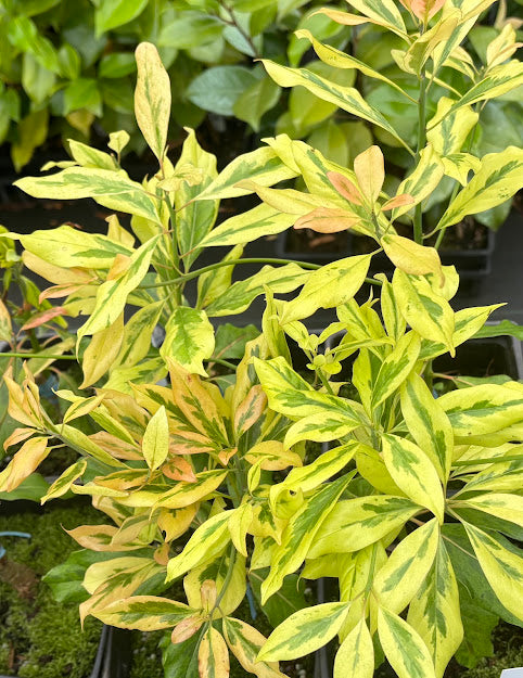 Machilis thunbergii Fuji-nishiki'  EXTREMELY RARE!!!