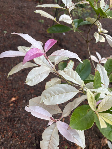 Osmanthus fragrans 'Quinnan Guifei' RARE