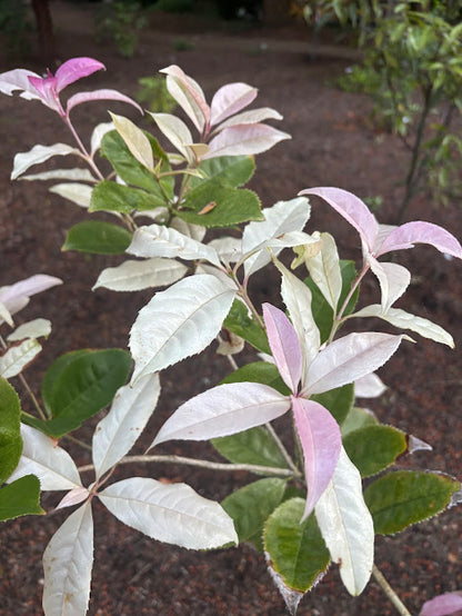Osmanthus fragrans 'Quinnan Guifei' RARE