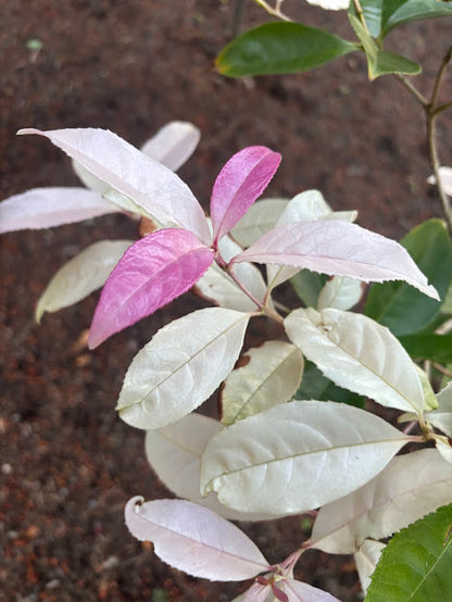Osmanthus fragrans 'Quinnan Guifei' RARE