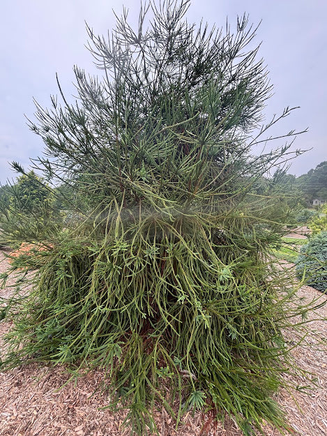 Cryptomeria japonica 'Araucariodes'