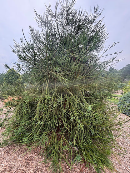 Cryptomeria japonica 'Araucariodes'