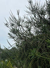 Cryptomeria japonica 'Araucariodes'