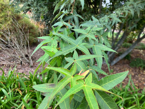 Acer serrulatum