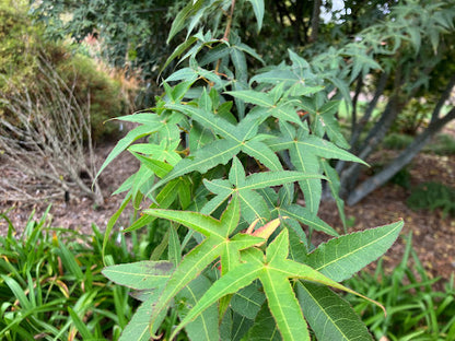 Acer serrulatum