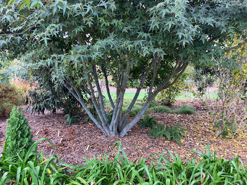 Acer serrulatum