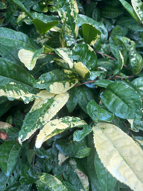 Camellia sinensis 'Yellowleaf'