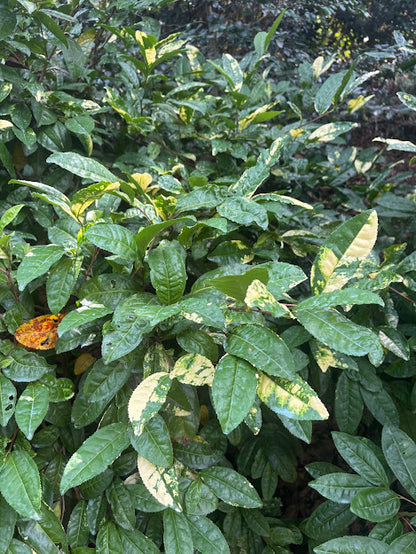 Camellia sinensis 'Yellowleaf'