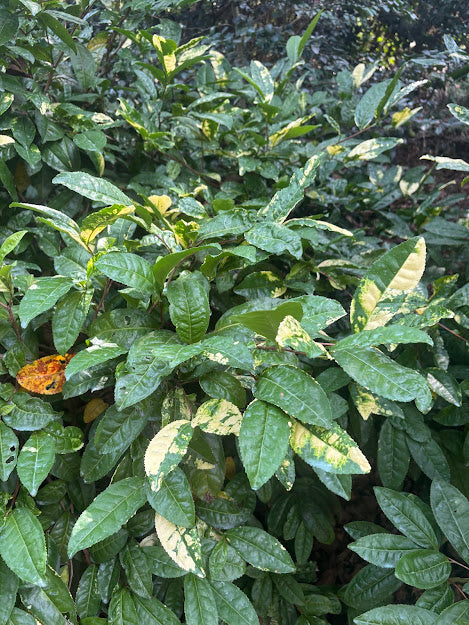 Camellia sinensis 'Yellowleaf'