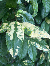 Camellia sinensis 'Yellowleaf'