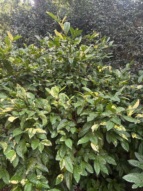 Camellia sinensis 'Yellowleaf'