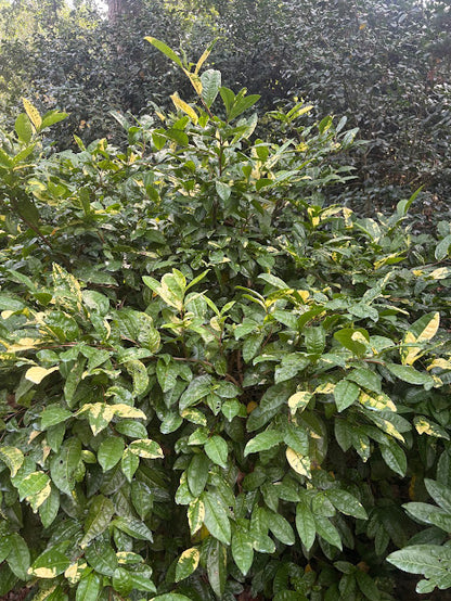 Camellia sinensis 'Yellowleaf'