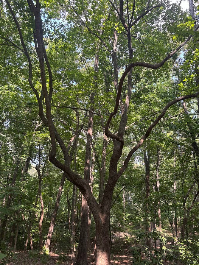 Oxydendrum arboreum