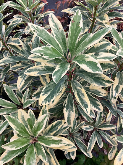 Daphniphyllum teijsmannii 'Mountain Dove' EXTREMELY RARE!!!  Garden  Treasures Nursery