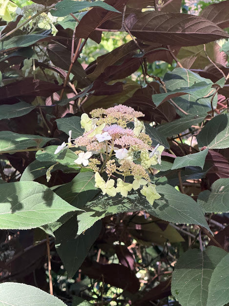Hydrangea aspera "Purple Leaf"