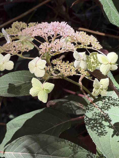 Hydrangea aspera "Purple Leaf"