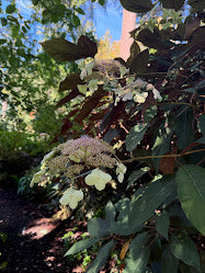 Hydrangea aspera "Purple Leaf"