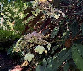 Hydrangea aspera "Purple Leaf"