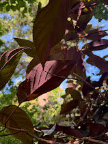 Hydrangea aspera "Purple Leaf"