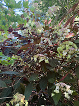 Hydrangea aspera "Purple Leaf"