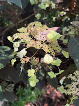 Hydrangea aspera "Purple Leaf"