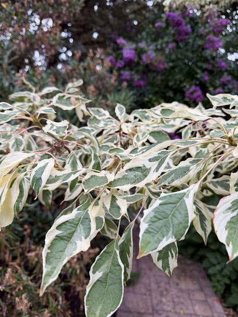 Cornus controversa 'Variegata'