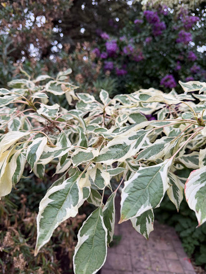 Cornus controversa 'Variegata'