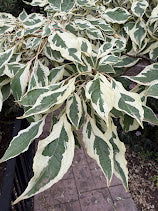 Cornus controversa 'Variegata'