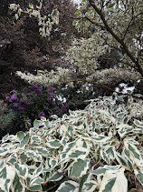 Cornus controversa 'Variegata'